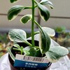 🌵多肉植物   100均でお迎え多肉さん🌵