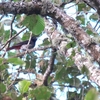 ヒゴロモ Maroon Oriole