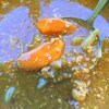 豚と小さいエビの香味カレー