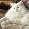 街のイタリアン：猫ドラマ