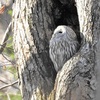 野幌森林公園！19　エゾフクロウとキノコ