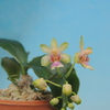 Phalaenopsis deliciosa