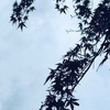 １１月２０日