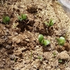 あきらめていた枝豆の芽がでました！