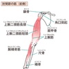 腕が太くなるかもしれない話