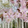 札幌の桜が満開になりました2024