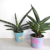 気が付いたら新芽のサンスベリア2種と垂れる植物