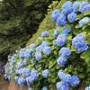 大田区の紫陽花スポット「池上養源寺 紫陽花ロード」はどこにある？2025年開花状況と見頃を紹介｜見どころ、アクセス（東京都大田区）