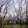 近くの桜も美しい