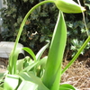 Spring flowering bulbs