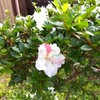 実家の庭花2024年5月