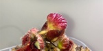 セファロタス成長記録=2026/4月29日 #食虫植物 #セファロタス #icos #著作権無料 #BGM