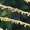 ススキの花