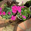 鉢植えのナデシコ