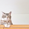 今年の前半を振り返り