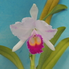 Cattleya quadricolor  pincelada`Mihoko'  