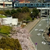 ＪＲ根岸線　本郷台の桜　２０１０年編　その１