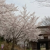 お城の跡地と桜！上杉謙信が見た絶景の桜スポット