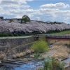 桜満開🌸