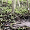 初夏のタカハタ谷を歩いて金剛山へ