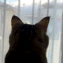 猫、耳を澄ます