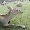 【ひとりゆる旅】奈良編① 興福寺・奈良公園・東大寺