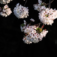 桜の写真をまとめてみました