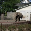  訃報　小田原動物園　アジアゾウ　ウメ子♀