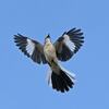 （木）　港市野鳥の会