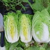 【防虫ネットで省力化】春まきできるミニ白菜！「CRお黄に入り」の栽培記録