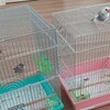 これは、手乗り文鳥でしょ