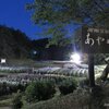 五十公野公園あやめ園ライトアップ2023（6/19）