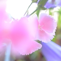 ７月の窓辺の花③・ナデシコ