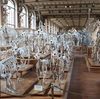 国立自然史博物館　古生物学・比較解剖学展示館（フランス・パリ）