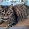 デブ猫ちゃん、大好きだよ！ありがとう