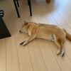 コロ助の暑さ対策　｜ コロ助と明日もまた食べて笑って