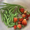 週末菜園、やる気はないけどそろそろ本気出す
