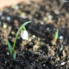 snowdrop