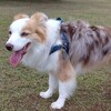 鑑札落としまして…