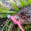 釣りを楽しむことに魚のサイズは関係ない！！そんな釣行です。