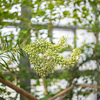 一生に一度だけ咲く花は・・