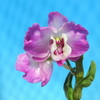 Dendrobium  `Rakan' 