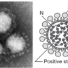 【新型肺炎】猛威を振るう新型コロナウイルス、改めて分かりやすく解説してみる