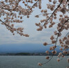 河口湖の桜