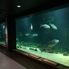 今日のおやつと旅の記録（京都大学白浜水族館）