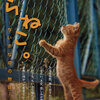 写真集「のらねこ。〜小さな命の物語〜」−何のことは無い、やはり猫で復活−