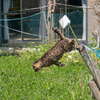 深島のねこさん