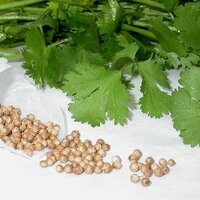 パクチー コリアンダー Coriander Sativum L 基礎知識クイズ編 かるてぃべーと Cultivate
