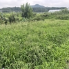 お盆の後の草刈りーその１：畑編ー