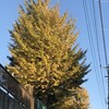 鴨脚